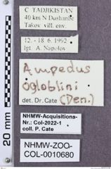 Etikette zu Ampedus ogloblini (NHMW-ZOO-COL-0010680)